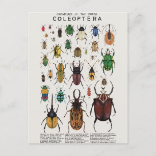 Cartão Postal Illustração coléoptères