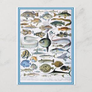 Cartão Postal Illustração de poissons de dicionário