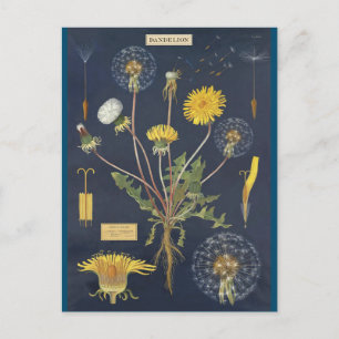 Cartão Postal Illustração pissenlit