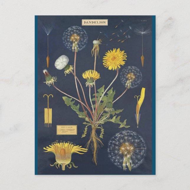 Cartão Postal Illustração pissenlit (Frente)