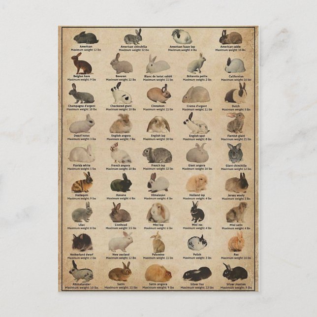 Cartão Postal Illustration Lapins (Frente)