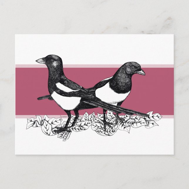 Cartão Postal Ilustração a preto e branco de Magpies (Frente)