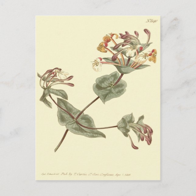 Cartão Postal Ilustração Amarela Minorca Honeysuckle (Frente)