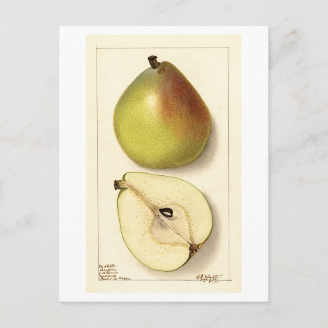 Cartão Postal Ilustração Anju Pear Vintage (Frente)