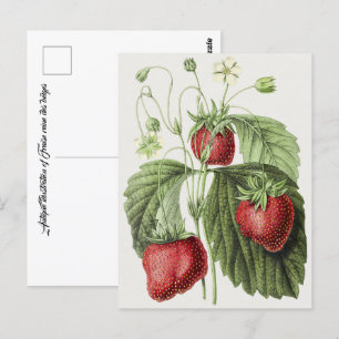 Cartão Postal Ilustração antiga de Frise Reine des Belges.