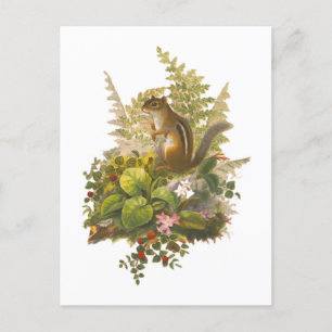 Cartão Postal Ilustração Antiga de um Esquilo Adorável