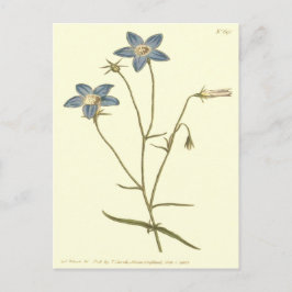 Cartão Postal Ilustração Azul de Campainha Delgada