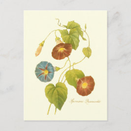 Cartão Postal Ilustração Azul Glória da Manhã