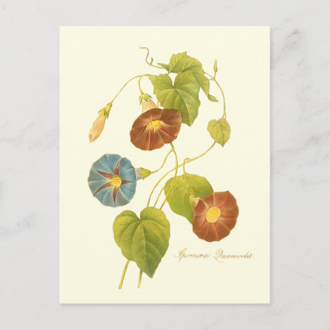 Cartão Postal Ilustração Azul Glória da Manhã (Frente)