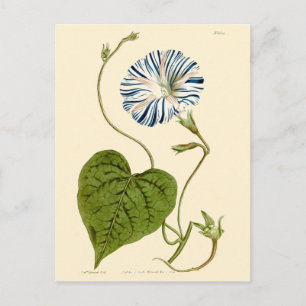 Cartão Postal Ilustração Azul Glória da Manhã