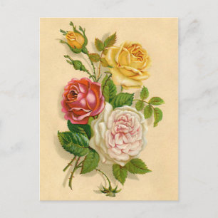 Cartão Postal Ilustração bonito de Rosa de Vintage