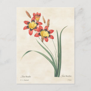Cartão Postal Ilustração Botânica Antiga da Flor de Arlequim