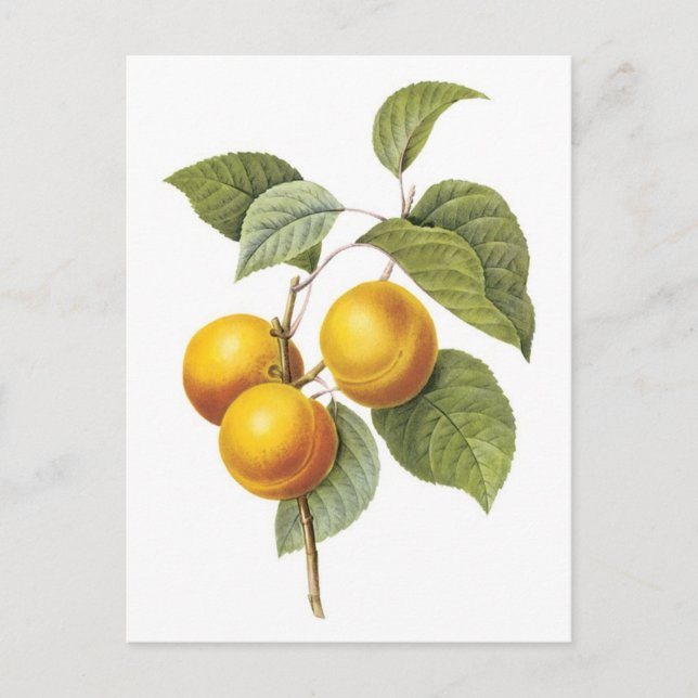 Cartão Postal Ilustração botânica Apricot-Peach (Frente)