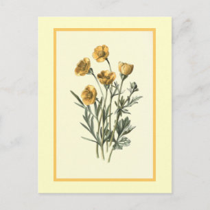 Cartão Postal Ilustração Botânica "Bulbous Crowfoot"