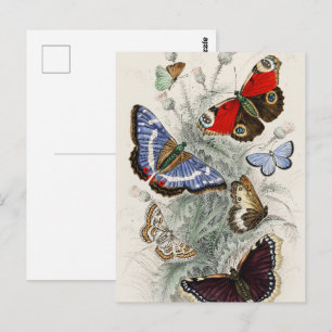 Cartão Postal Ilustração Botânica Científica de Borboleta Vintag