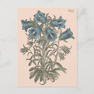 Cartão Postal Ilustração Botânica da Campainha Alpina