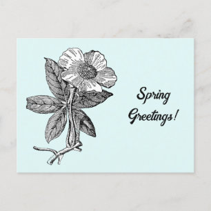 Cartão Postal Ilustração Botânica da Flor de Primavera Elegante