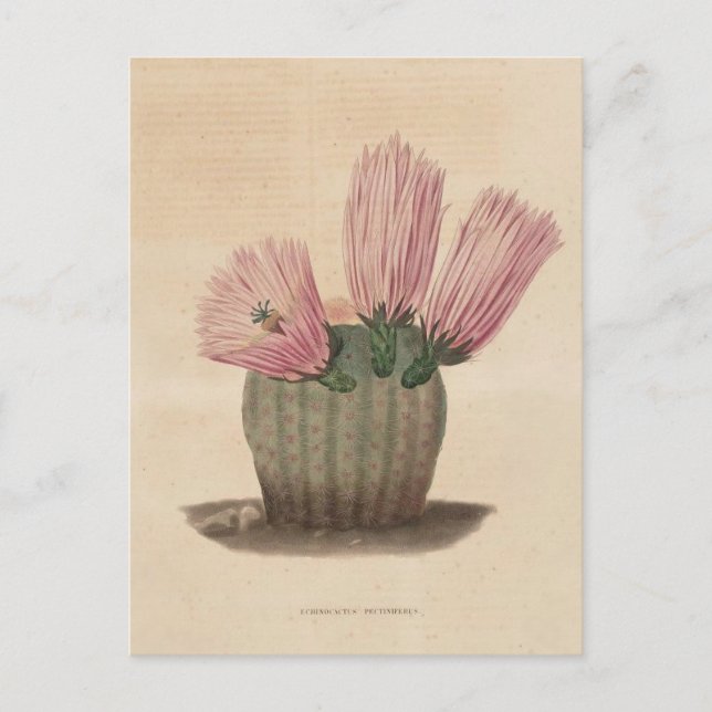 Cartão Postal Ilustração Botânica de Cactus de 1841 (Frente)