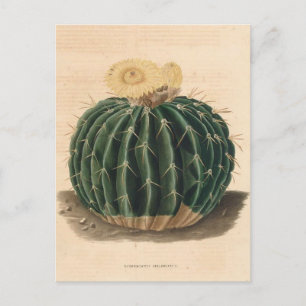 Cartão Postal Ilustração Botânica de Cactus de 1841