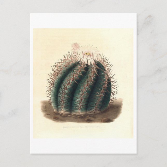 Cartão Postal Ilustração Botânica de Cactus de 1841 (Frente)