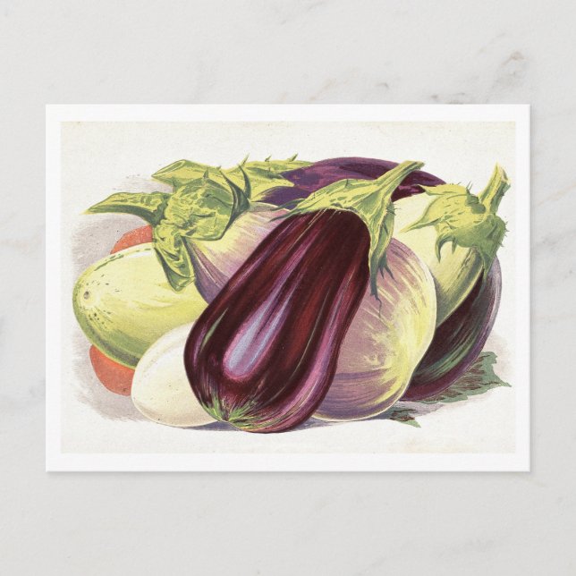 Cartão Postal Ilustração Botânica de EggPlant (Frente)