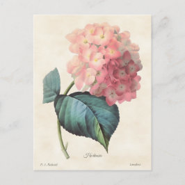 Cartão Postal Ilustração Botânica de Hidrangea Vintage Rosa