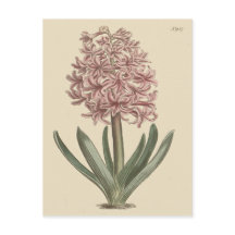 Ilustração Botânica de Hyacinth Garden
