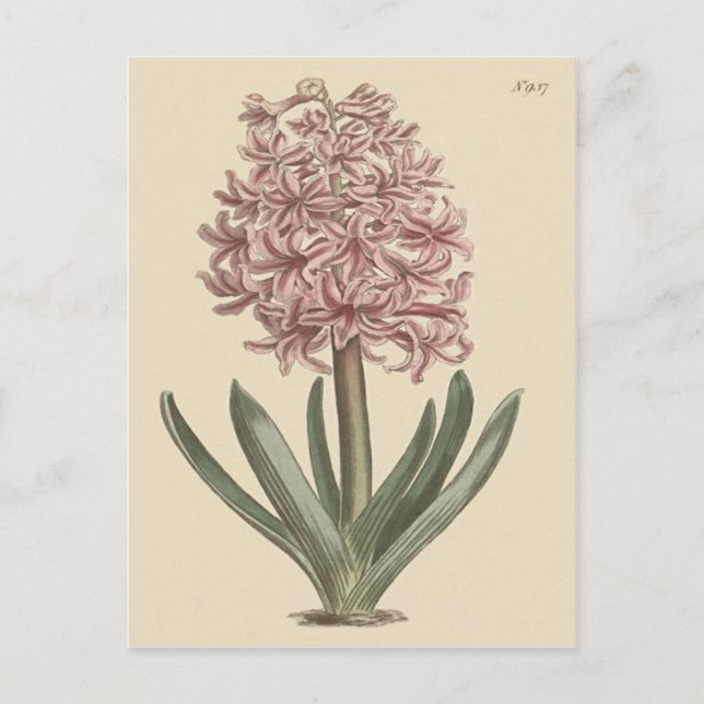 Cartão Postal Ilustração Botânica de Hyacinth Garden (Frente)