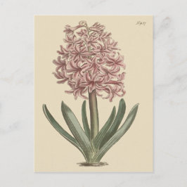 Cartão Postal Ilustração Botânica de Jacinto de Jardim