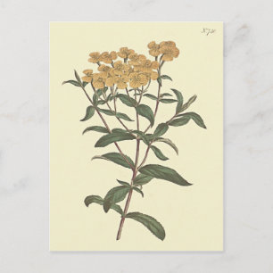 Cartão Postal Ilustração Botânica de Marigold de Pimenta