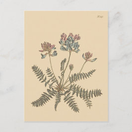 Cartão Postal Ilustração Botânica de Mountain Milkvetch