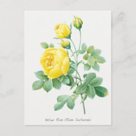 Cartão Postal Ilustração Botânica de Rosa Amarela Vintage