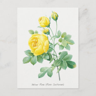 Cartão Postal Ilustração Botânica de Rosa Amarela Vintage