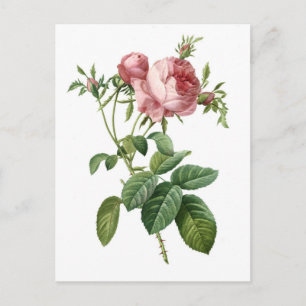 Cartão Postal Ilustração botânica de rosa rosa vintage, Redoute