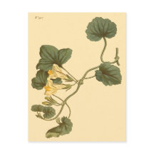 Ilustração Botânica de Snapdragon Pulverizado por