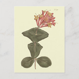 Cartão Postal Ilustração Botânica de Trompete de excelente Honey