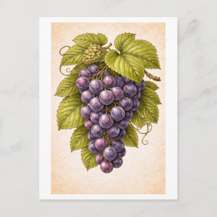 Cartão Postal Ilustração Botânica de Uvas em Estilo Vintage