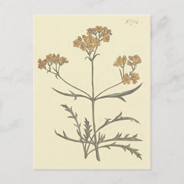 Cartão Postal Ilustração Botânica de Valeriana Siberiana