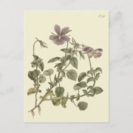 Cartão Postal Ilustração Botânica de Violeta-de-chifre