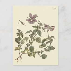 Cartão Postal Ilustração Botânica de Violeta-de-chifre