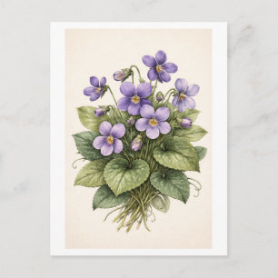 Cartão Postal Ilustração Botânica de Violetas em Estilo Vintage