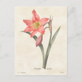 Cartão Postal Ilustração Botânica do Amaryllis Rosa Vintage