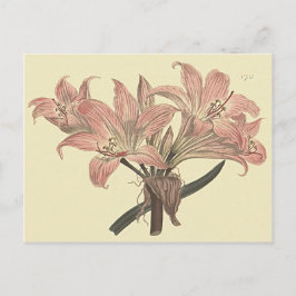 Cartão Postal Ilustração Botânica do Lírio Belladonna Rosa