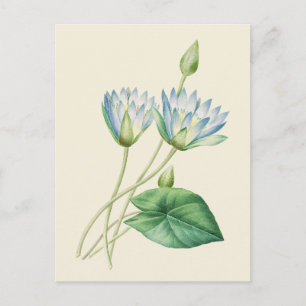 Cartão Postal Ilustração Botânica do Lotus Egípcio Vintage