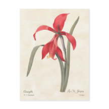Ilustração Botânica do Red Amaryllis Vintage