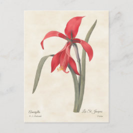 Cartão Postal Ilustração Botânica do Red Amaryllis Vintage