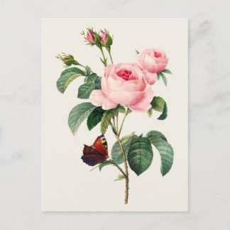 Cartão Postal Ilustração Botânica do Rosa de Lixo de Vintage