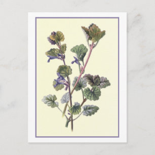 Cartão Postal Ilustração Botânica "Ground Ivy"