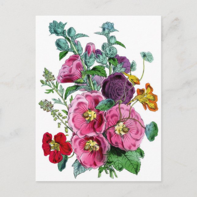 Cartão Postal Ilustração Botânica Hollyhocks (Frente)