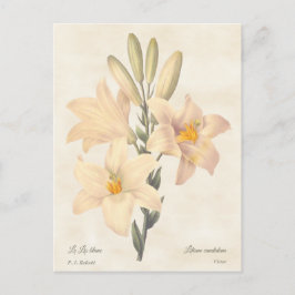 Cartão Postal Ilustração Botânica Madonna Lily Vintage